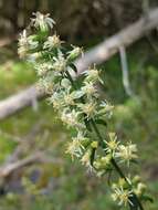 Image of white goldenrod