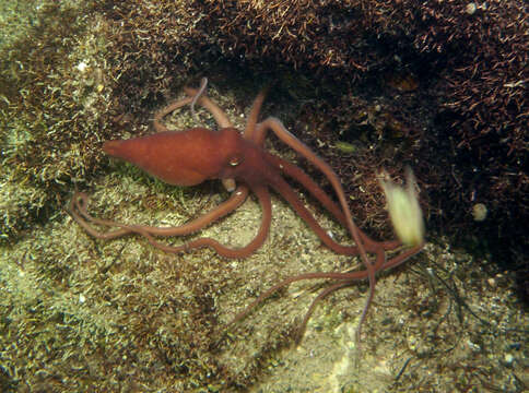 Image of southern sand octopus