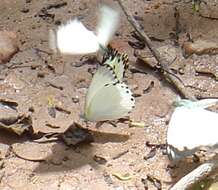 Image of Belenois theora (Doubleday 1846)