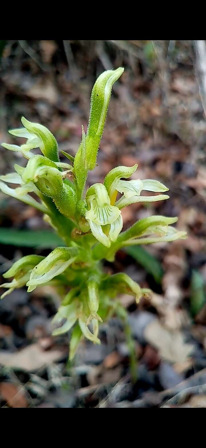 Sarcoglottis assurgens (Rchb. fil.) Schltr. resmi