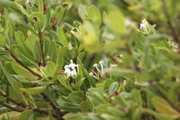 Image of Stenostomum myrtifolium Griseb.