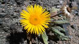 Image of Pulicaria canariensis C. Bolle