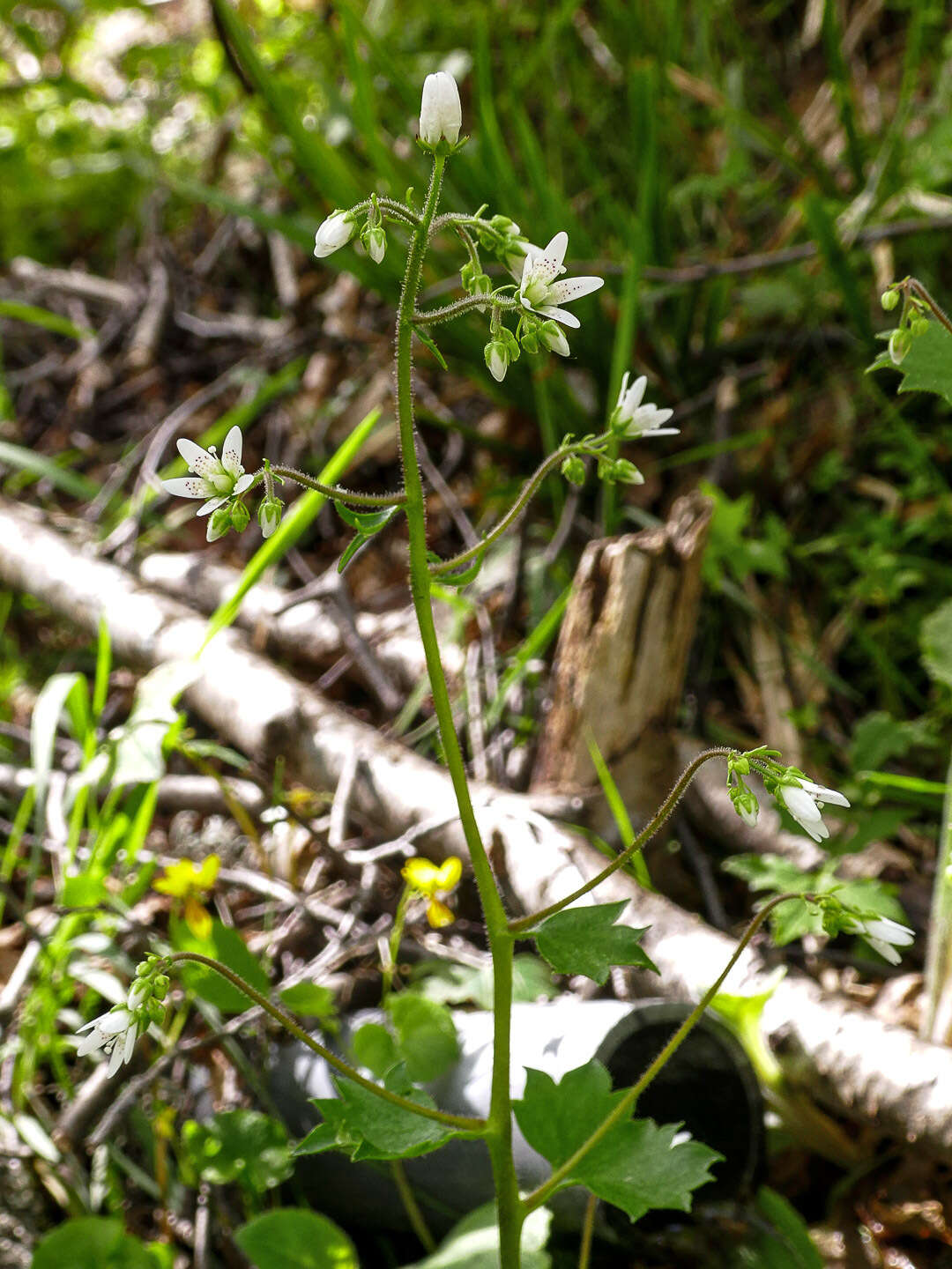 Image of Saxifraga rotundifolia subsp. rotundifolia