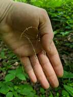 Image of oldpasture bluegrass