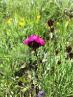 صورة Dianthus carthusianorum L.