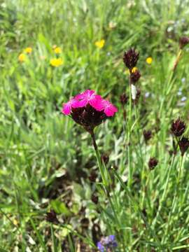 Image of carthusian pink