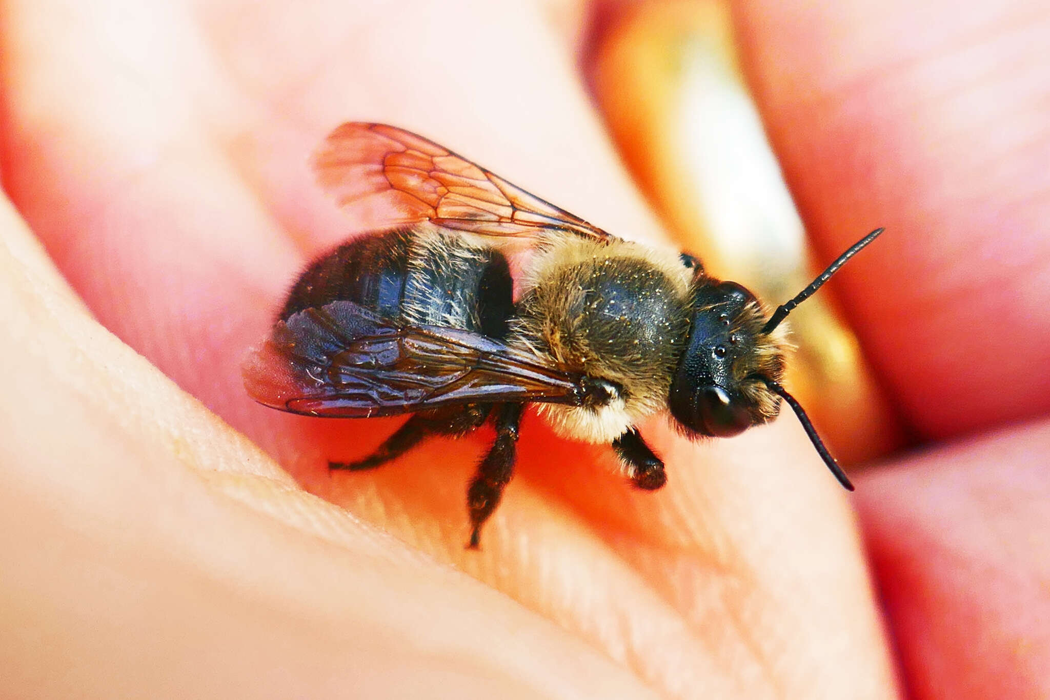 Image of Small-handed Leaf-cutter Bee