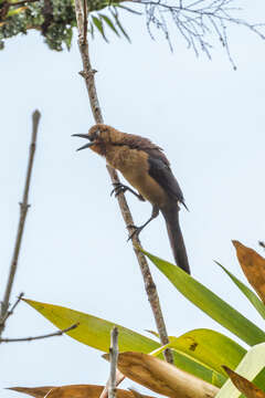 Image of Quiscalus mexicanus peruvianus Swainson 1838