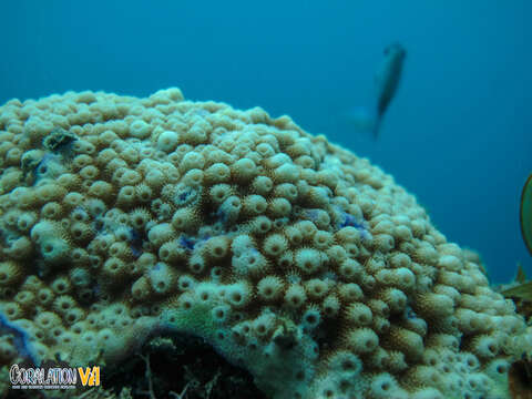 Image of Starflower coral