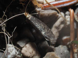 Image of Nematopogon robertella Clerck 1759