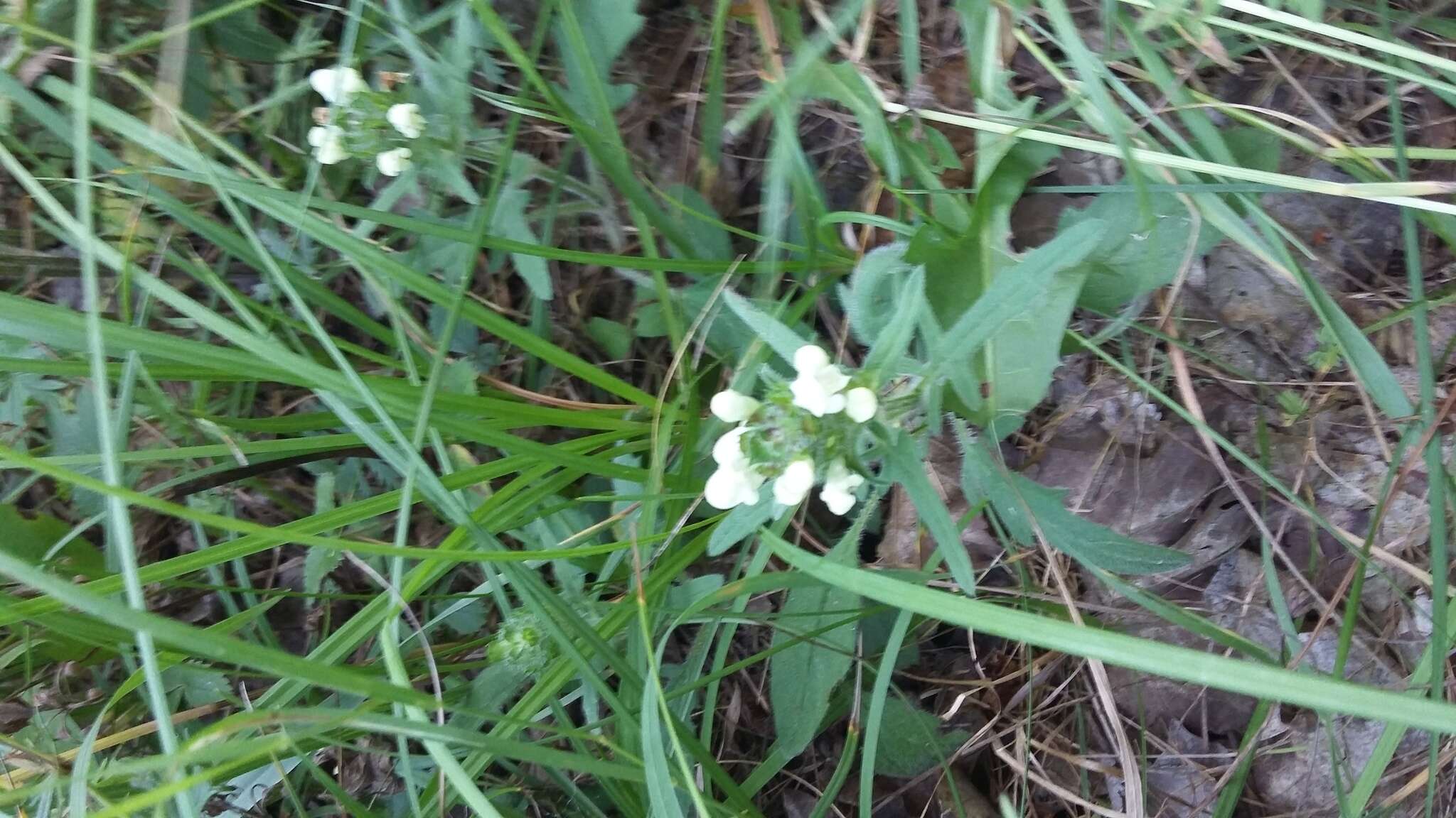 Image of cutleaf selfheal