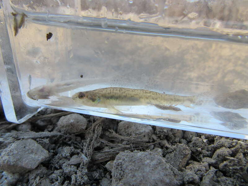 صورة Etheostoma chlorosomum (Hay 1881)