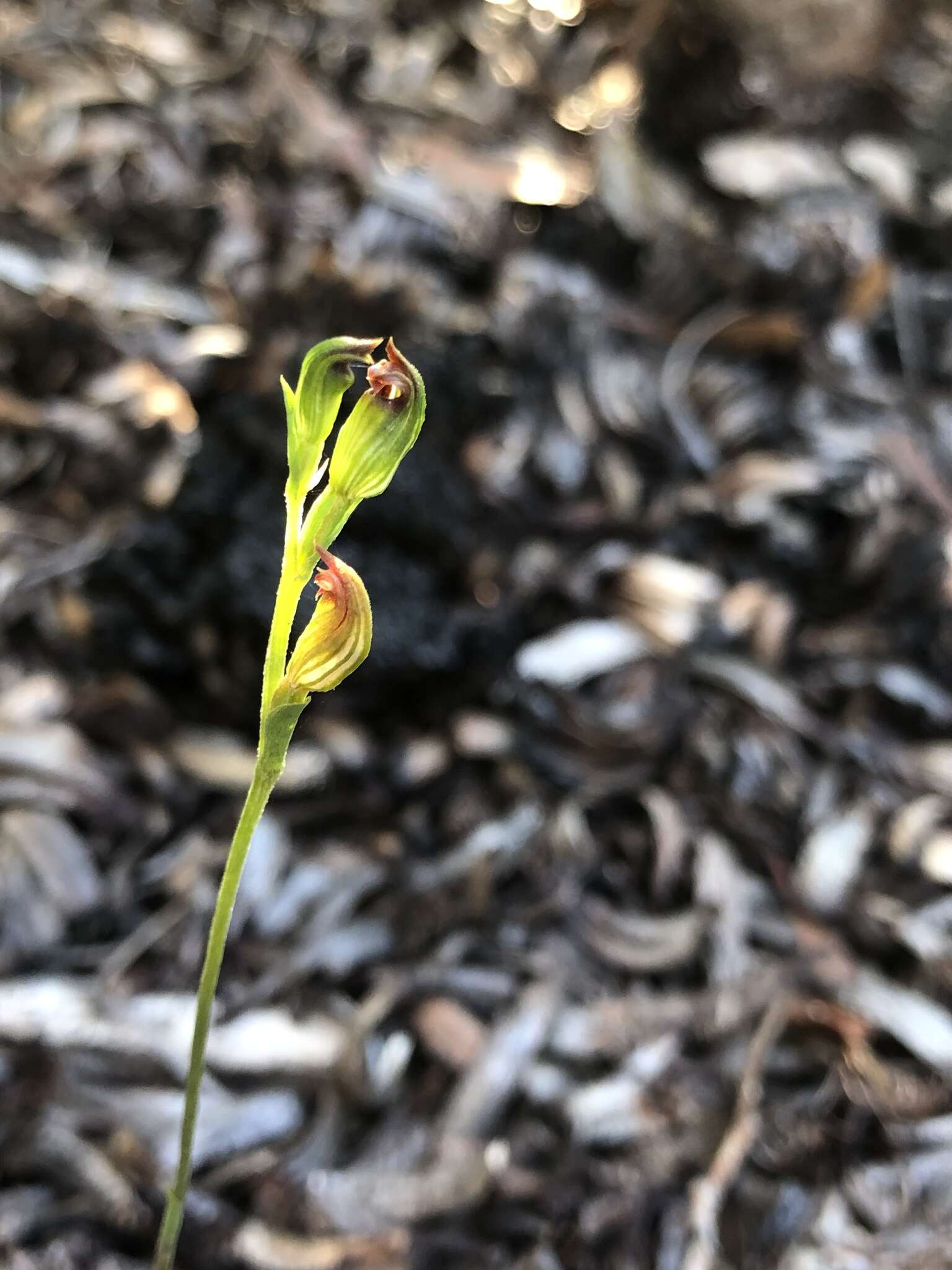 Слика од Pterostylis rubescens (D. L. Jones) G. N. Backh.