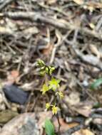 Image de Crepidium taurinum (Rchb. fil.) Szlach.