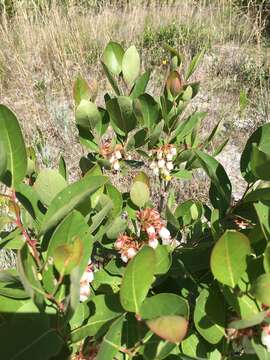 Image of piedmont staggerbush