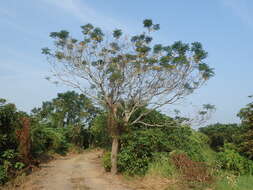 Image of Chestnut-tailed Starling