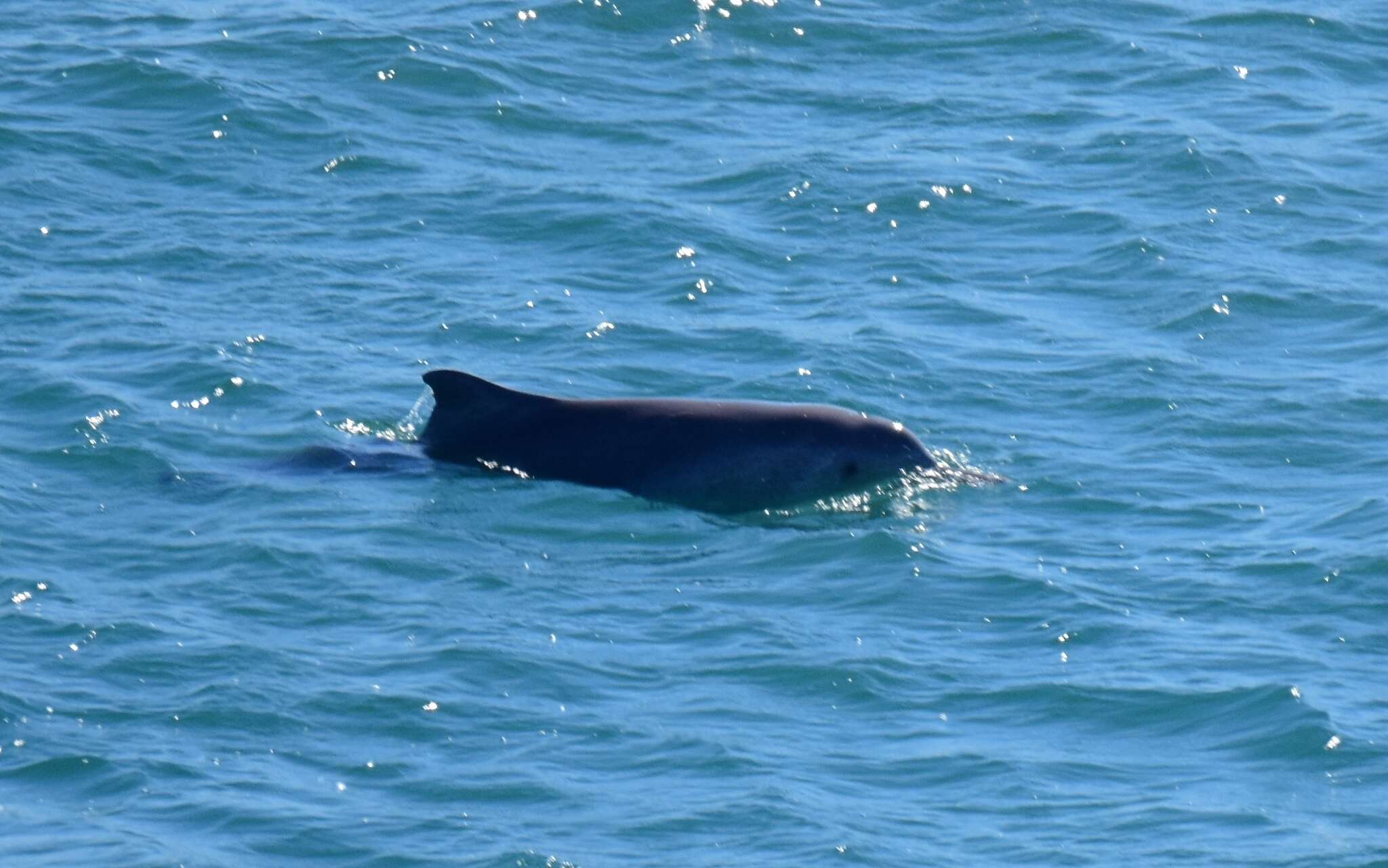 Image of Australian humpback dolphin