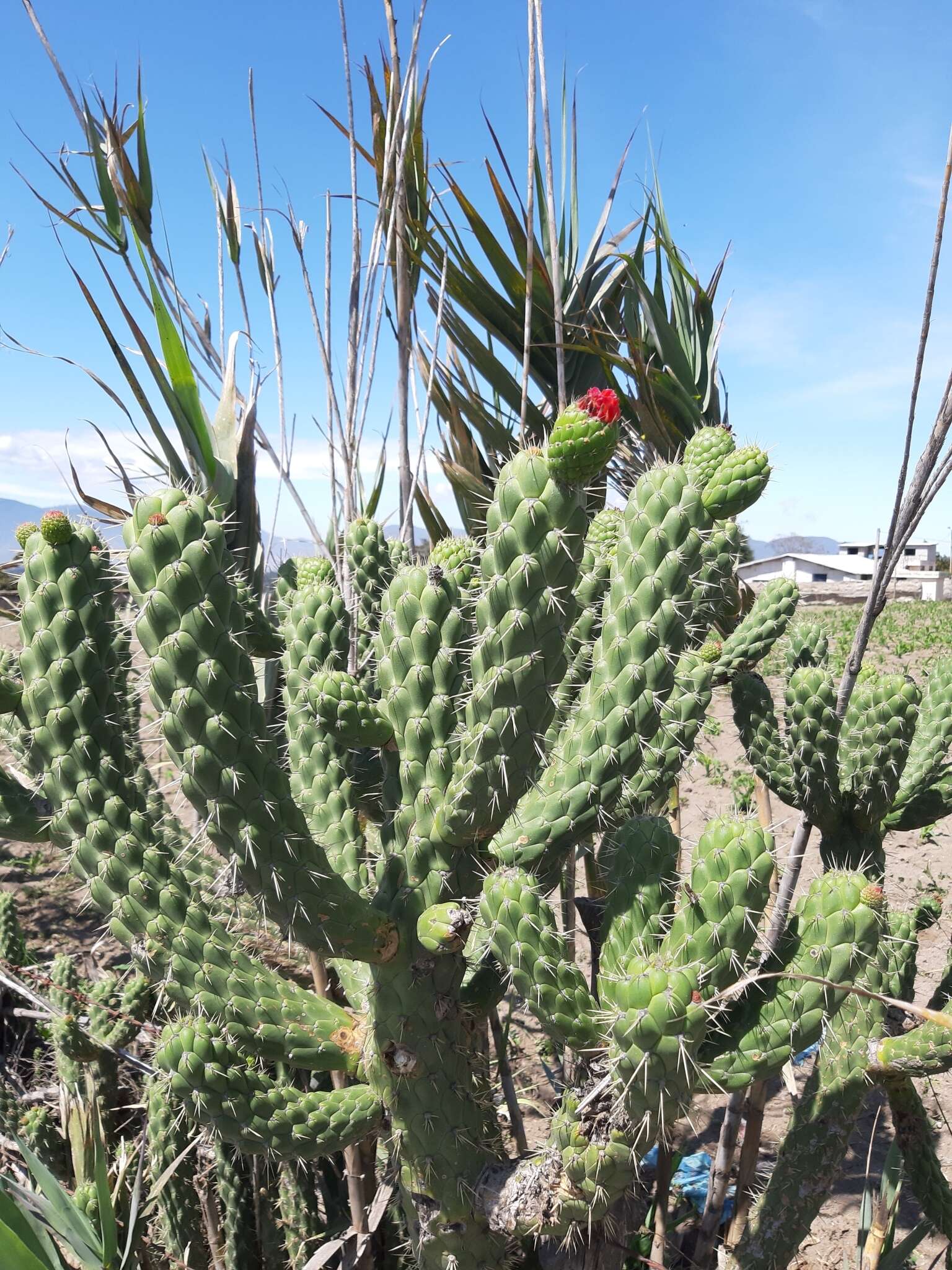 Image of cane cactus