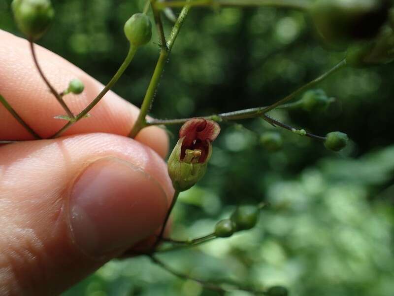 Image de Scrophularia marilandica L.