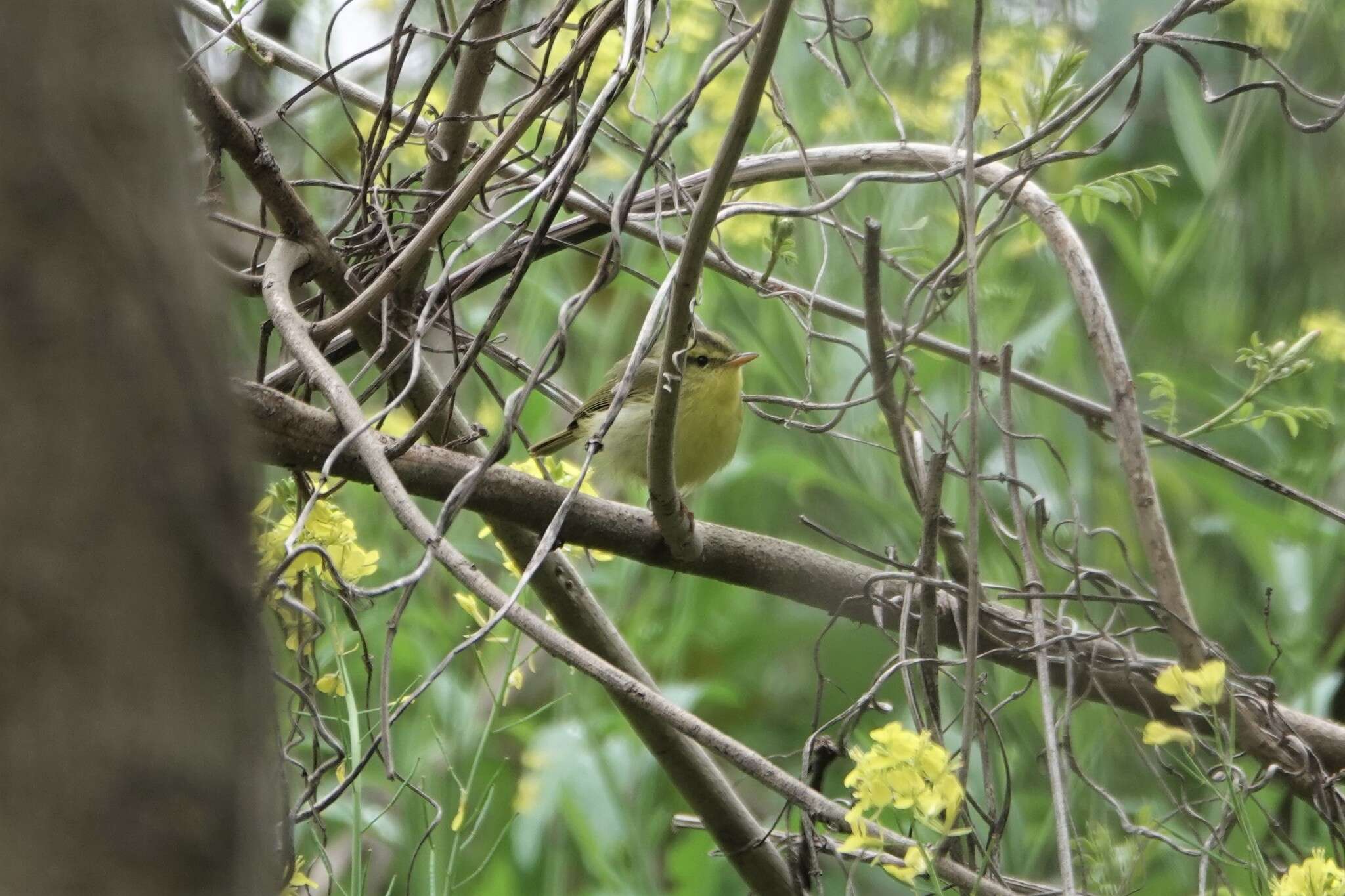 Imagem de Phylloscopus ricketti (Slater 1897)