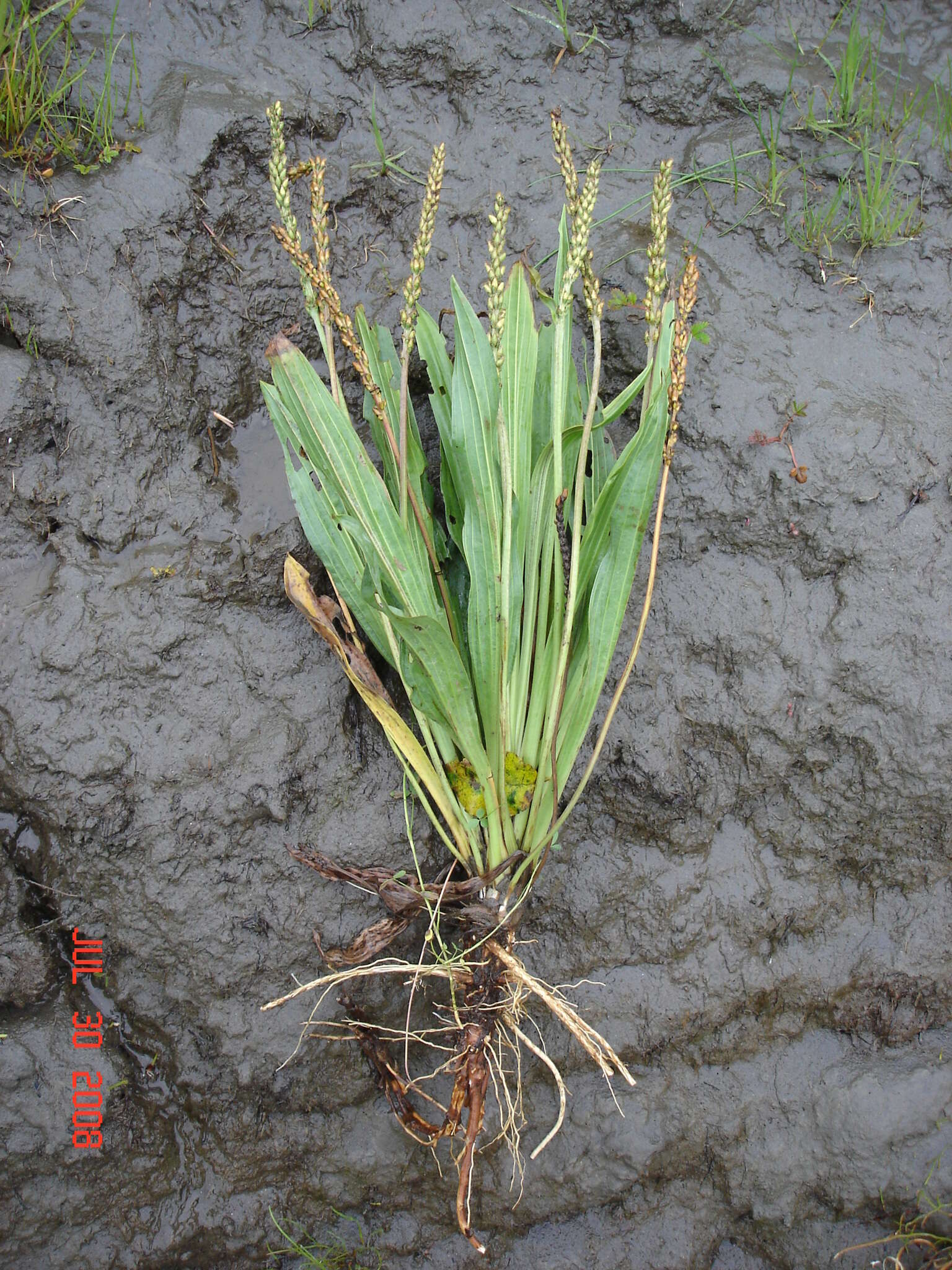 Image of Alaska Plantain