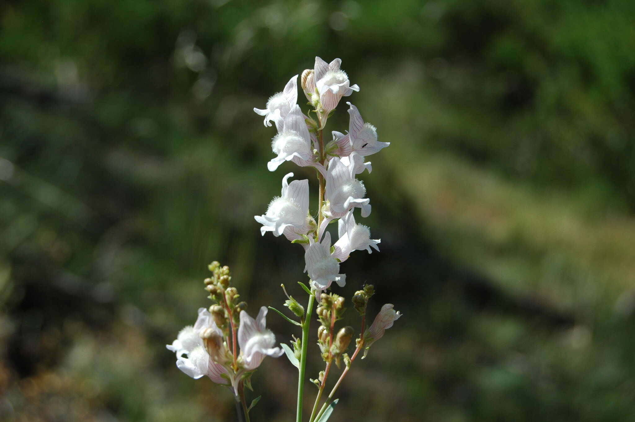 Image of Linaria nivea Boiss. & Reuter