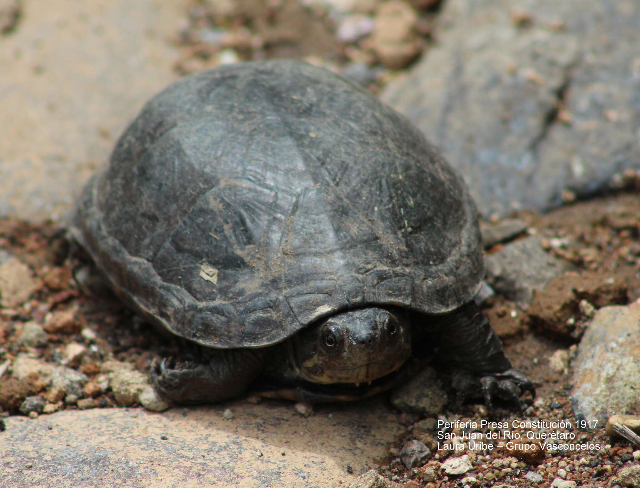 Image of Mexican Mud Turtle