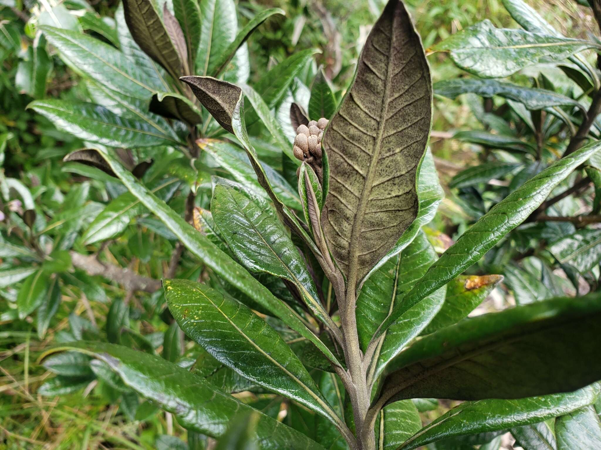 Image of Solanum stenophyllum Humb. & Bonpl. ex Dun.