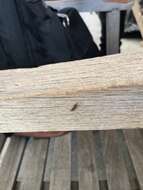 Image of Western Drywood Termite