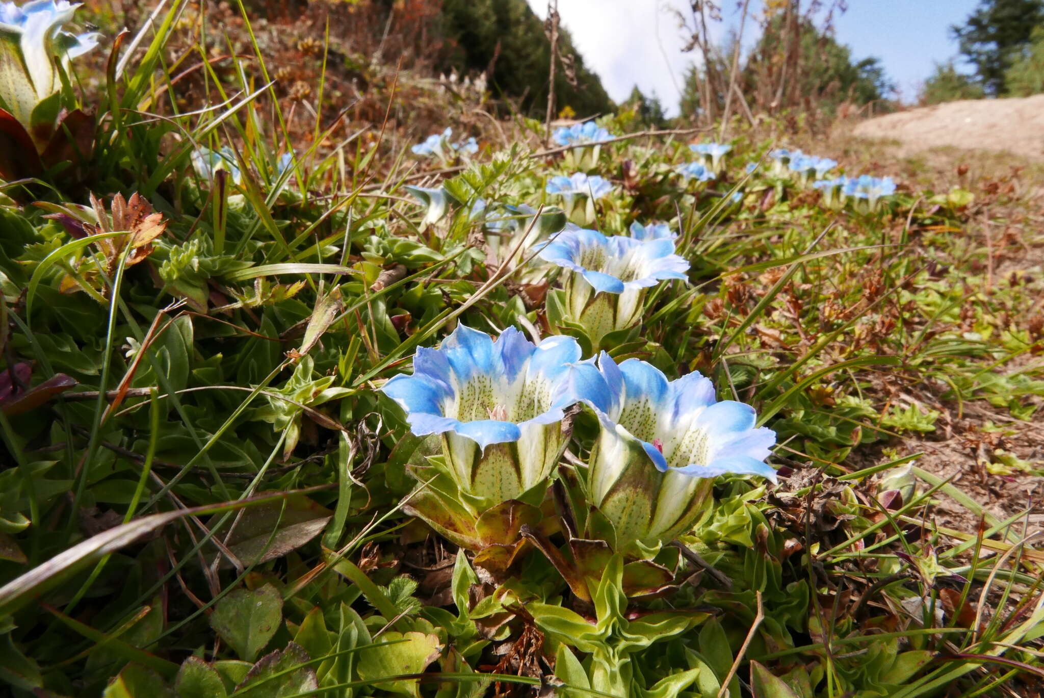 Image de Gentiana depressa D. Don