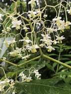 Image of Begonia parviflora Poepp. & Endl.