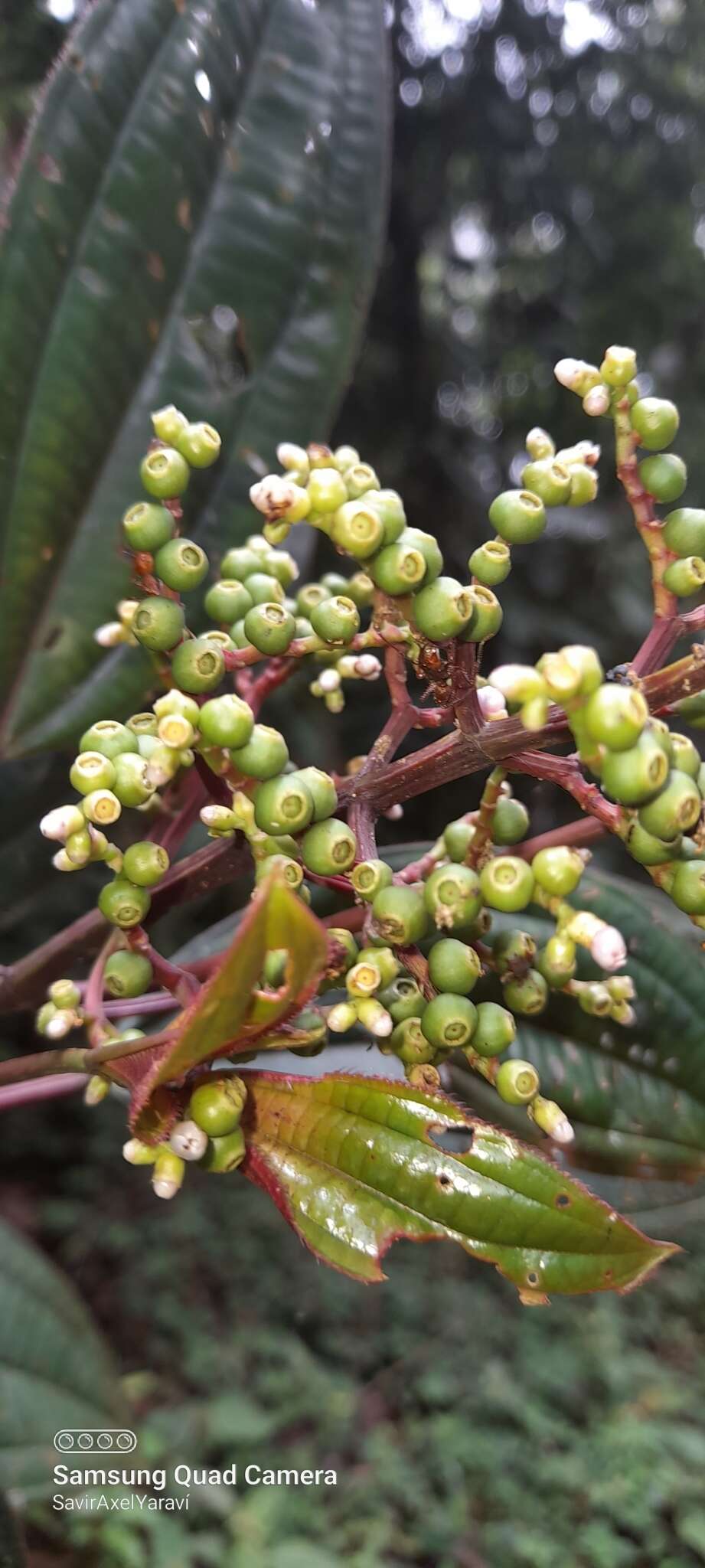 Miconia oinochrophylla Donn. Sm. resmi