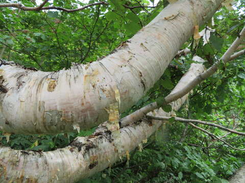 Image of Erman's Birch