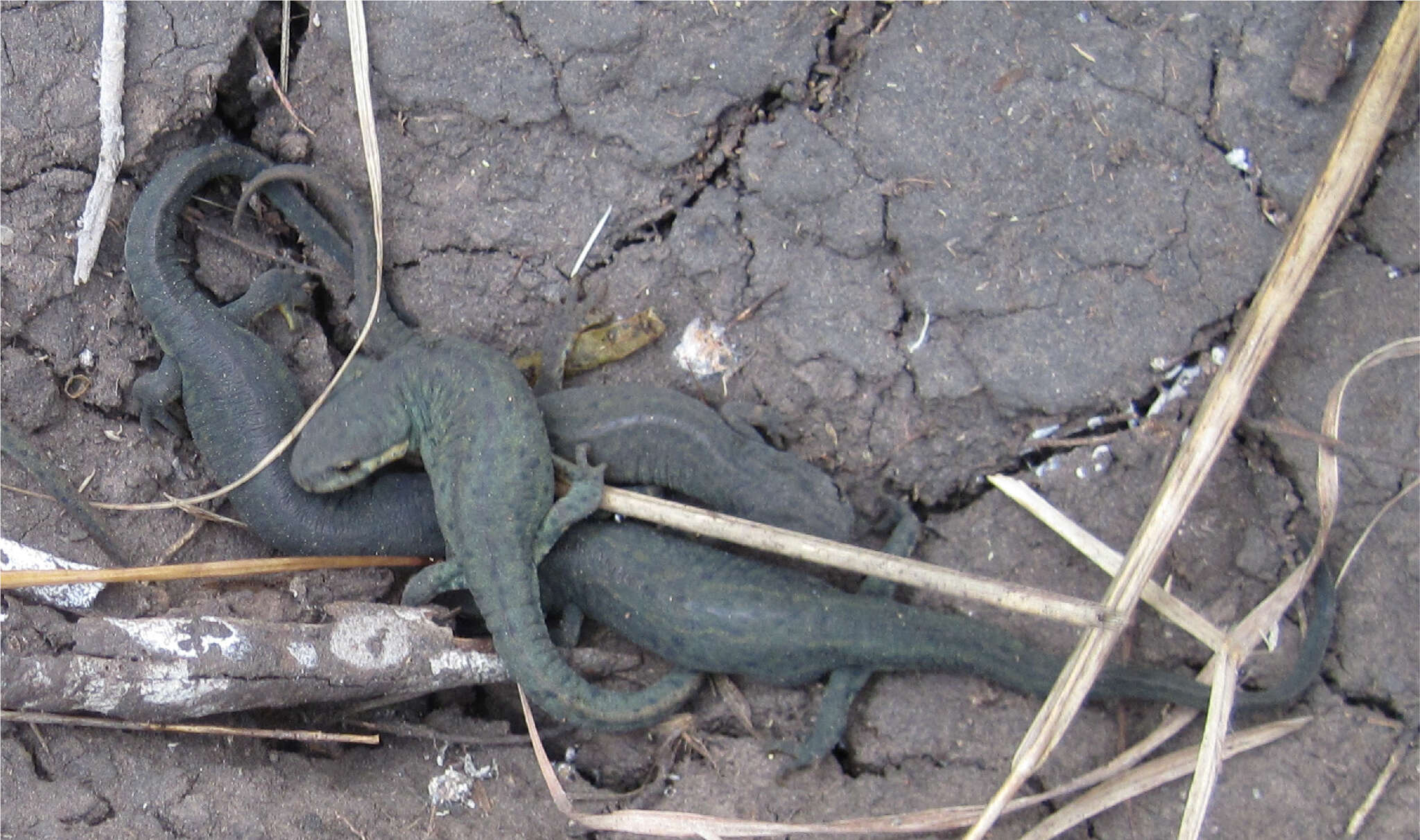 Image of Mexican black-spotted newt