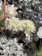 Image of cushion buckwheat