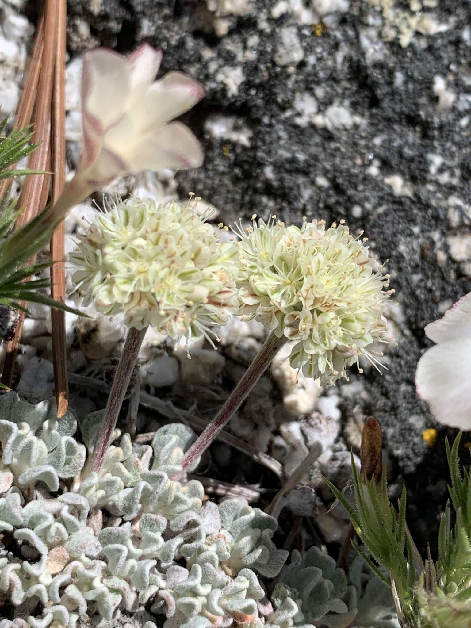 Image of cushion buckwheat