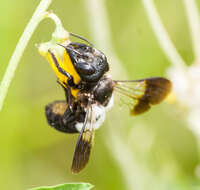 Image de Megachile maxillosa Guérin-Méneville 1845