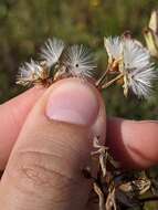 Image of White Indian Plantain