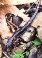 Image of Rich Mountain Salamander