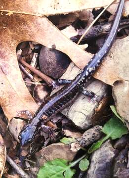 Sivun Plethodon ouachitae Dunn & Heinze 1933 kuva