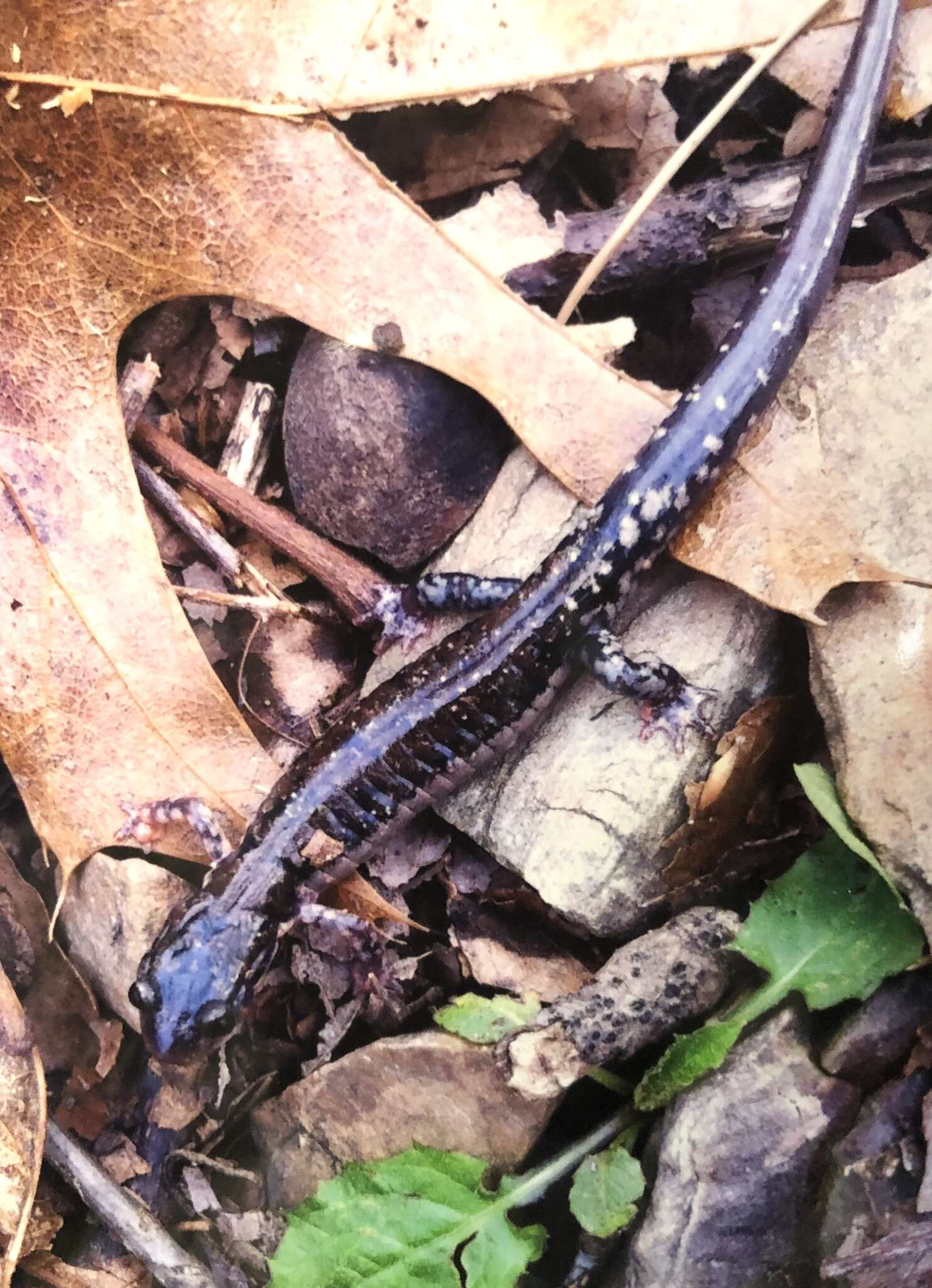 Image of Rich Mountain Salamander