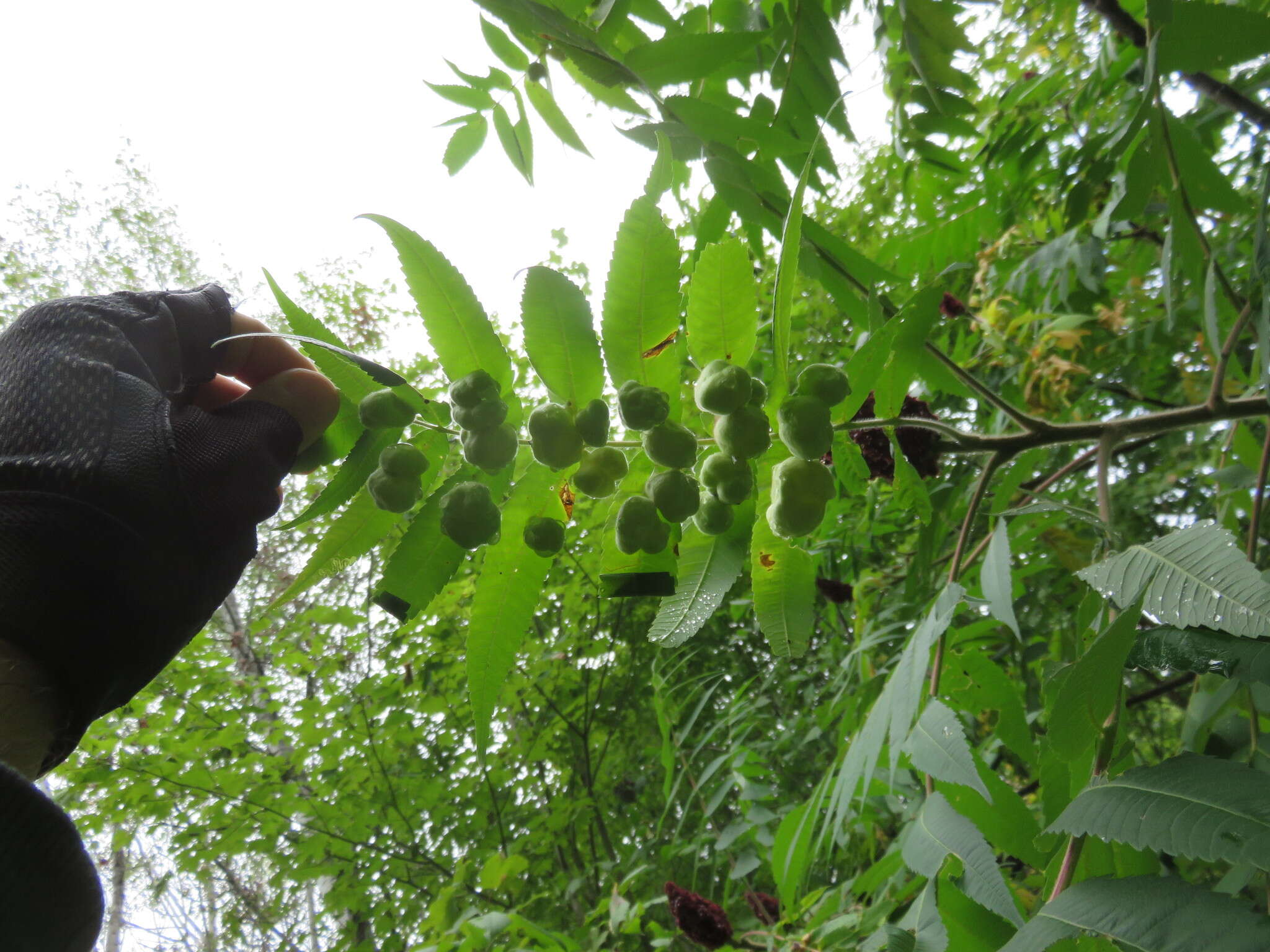 Image of Sumac Gall Aphid