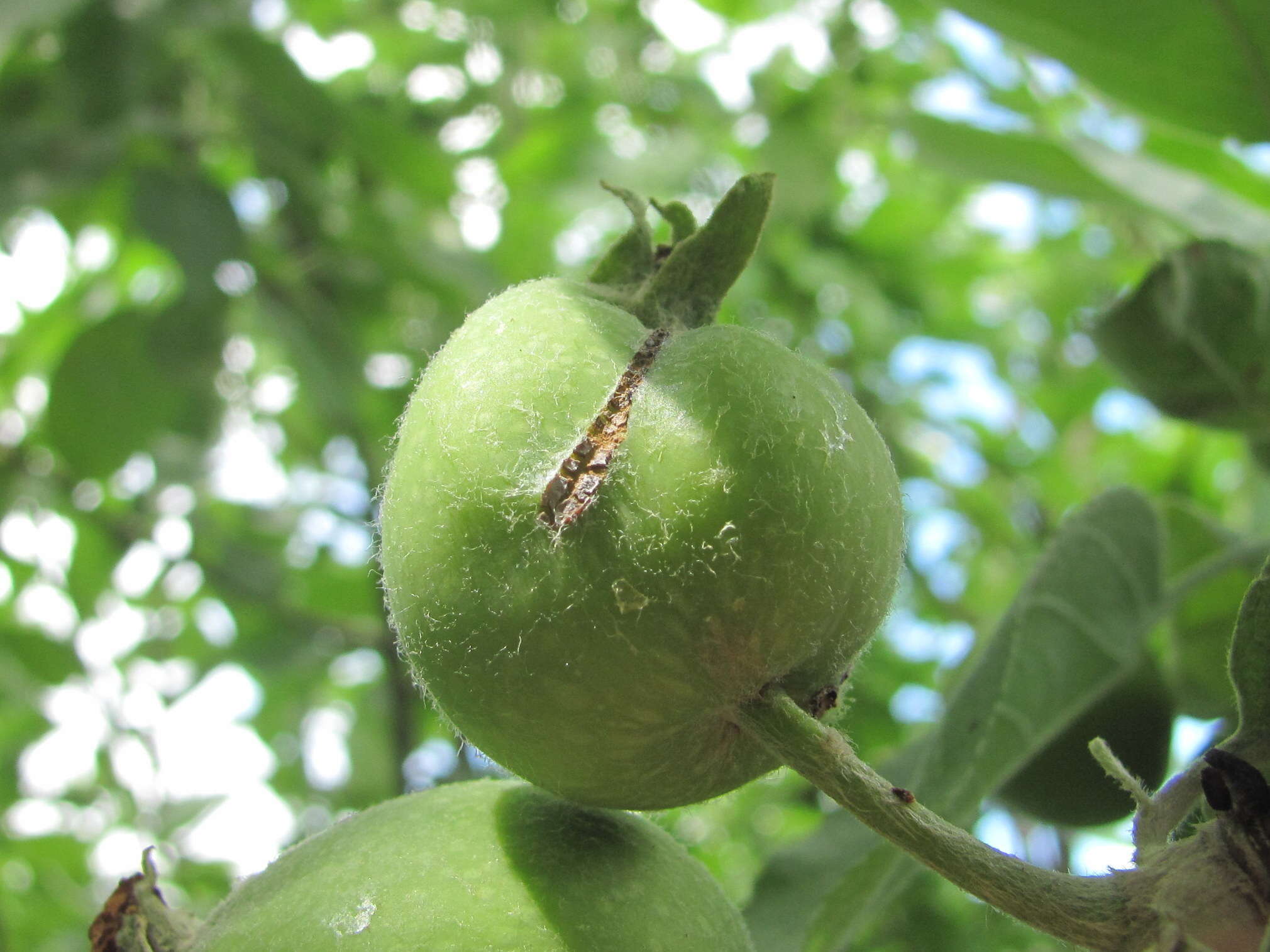 Image of European apple sawfly