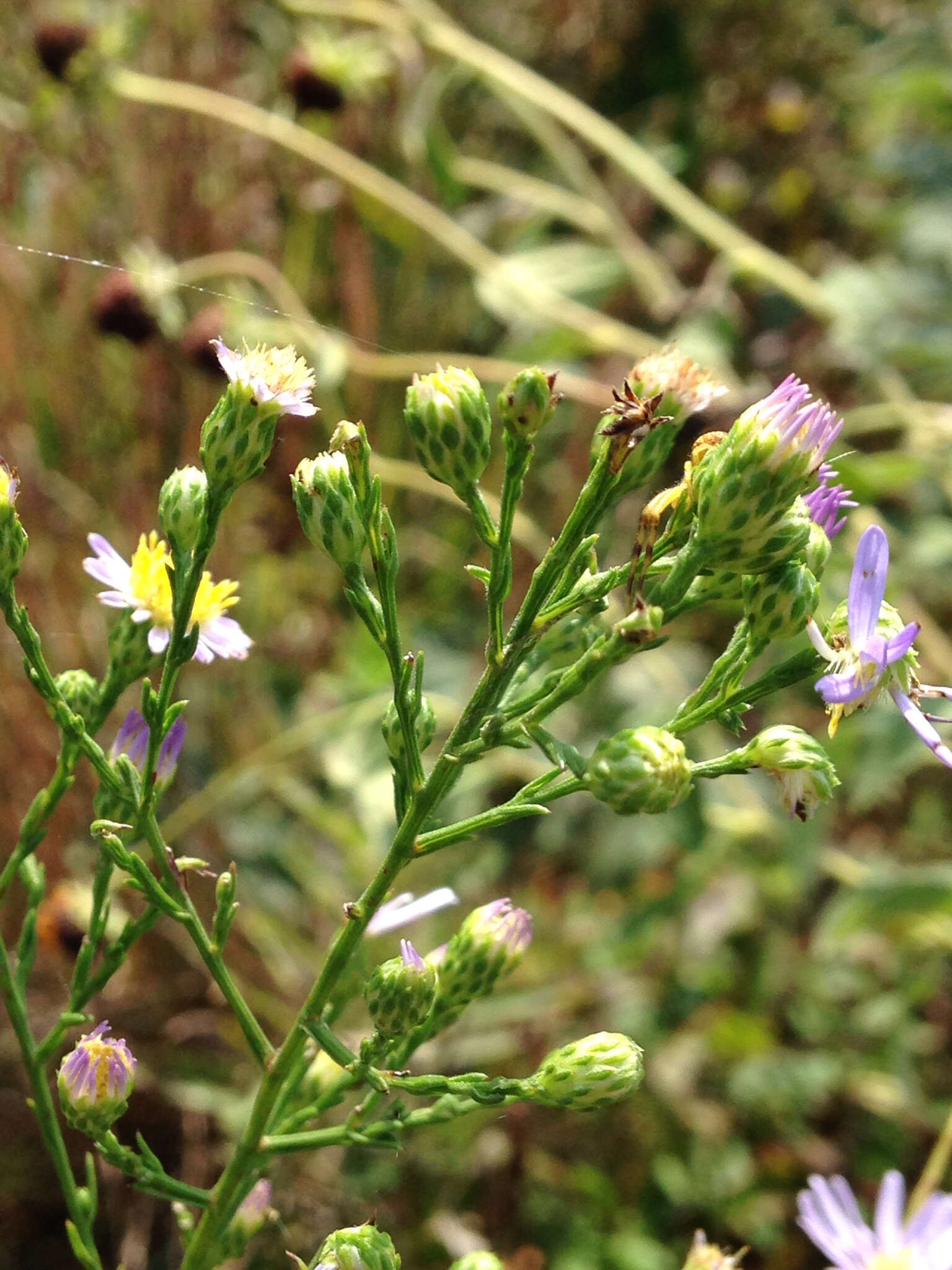 Image of purplestem aster