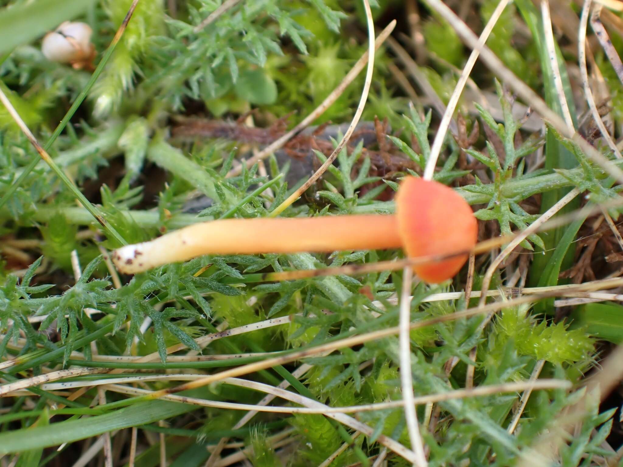 Image of Hygrocybe mucronella (Fr.) P. Karst. 1879