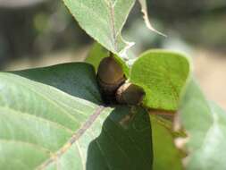 Image of Quercus jonesii Trel.