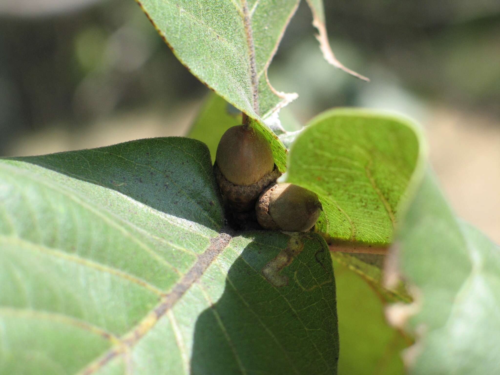 Imagem de Quercus jonesii Trel.