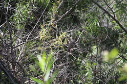 Image of Ash-throated Flycatcher