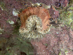 Image of red warty anemone