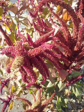 Imagem de Amaranthus caudatus L.